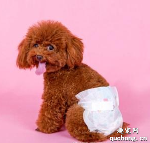 狗狗洗澡的6大“忌讳”,犯了将会会要“狗命”