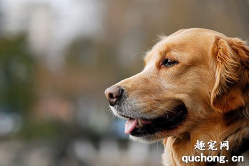 狗狗口腔溃疡是什么病症？