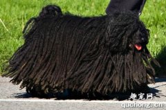<b>波利犬和可蒙犬的来由</b>