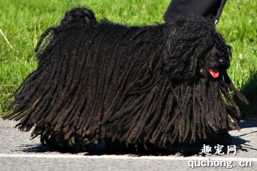 波利犬和可蒙犬的来由