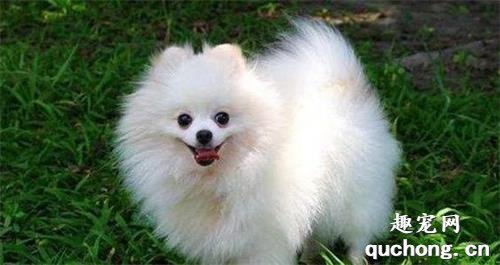 意大利狐狸犬养护训练攻略