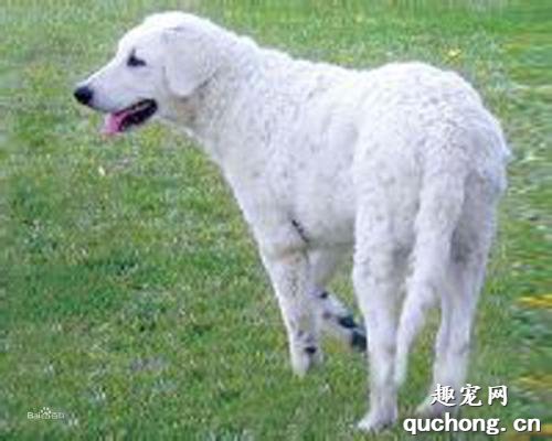 纯种库瓦兹犬体态特征及性格特点