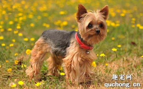 犬的腺病毒感染症状及预防方法