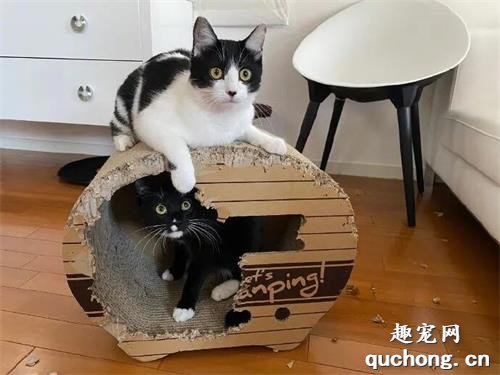 <b>给家里的两只猫买了个纸箱屋子，结果不到3天就成这样了！</b>