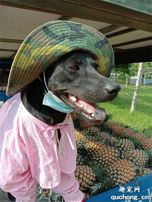 <b>狗狗摆摊卖凤梨，还穿着全套防晒装备，网友一看颜色：你不用啦！</b>