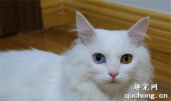 猫咪眼睛发炎怎么办？