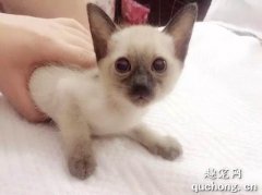 暹罗猫幼猫怎么养？