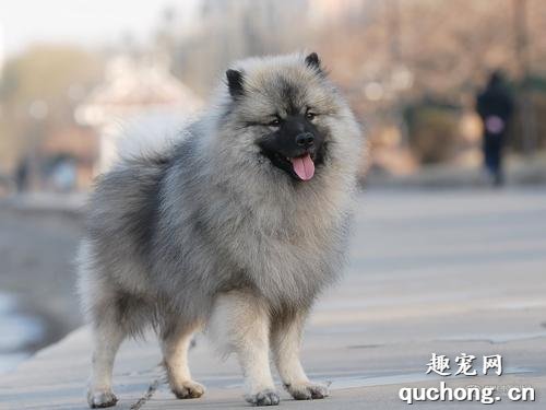 荷兰毛狮犬外貌特征及性格特点