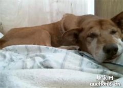 <b>16岁的狗狗癌症扩散，主人选择为它安乐死，事后却非常后悔</b>