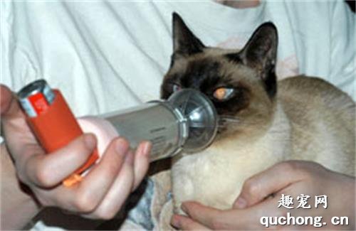 猫咪像哮喘一样咳嗽 猫哮喘怎么回事？