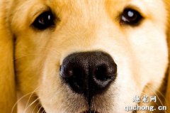 <b>狗狗的鼻子为什么都是黑色的？</b>