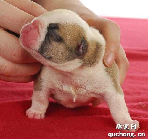 新生幼犬的喂养注意事项