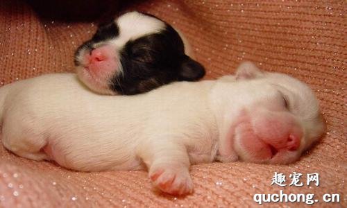 新生幼犬的喂养注意事项
