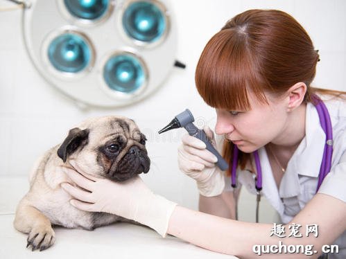 犬外耳炎怎么诊断?