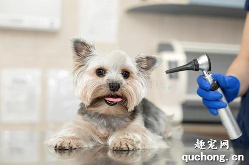 犬外耳炎怎么诊断?