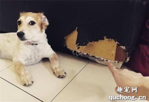 狗狗乱咬东西怎么办,针对原因来纠正