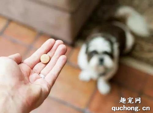 怎么喂狗狗吃药,喂狗狗吃药的5种有效方法