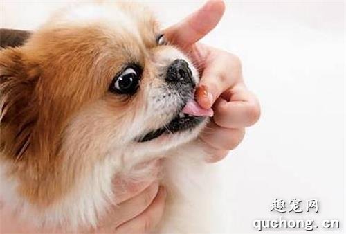 怎么喂狗狗吃药,喂狗狗吃药的5种有效方法