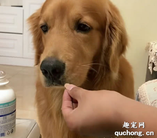怎么喂狗狗吃药,喂狗狗吃药的5种有效方法