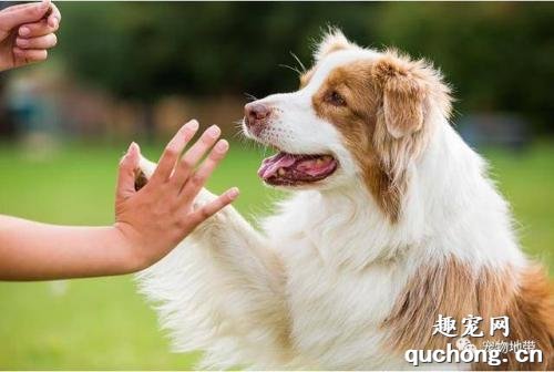 狗狗训练学习的四种方法