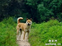 <b>【盘点中国犬种】本土犬并不逊色，不止两种！</b>