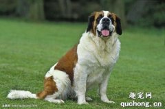 <b>犬副流感原因|诊断|预防及治疗方法</b>