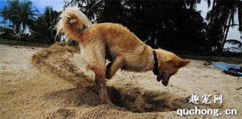 狗狗爱挖洞怎么办,要制止吗?