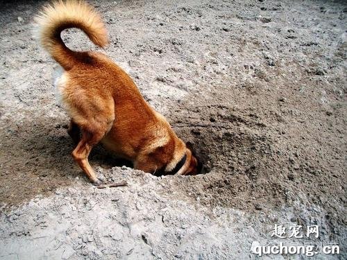 狗狗爱挖洞怎么办,要制止吗?