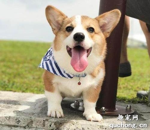 柯基碰伤出血怎么办,柯基外伤性哪种药液消毒杀菌?