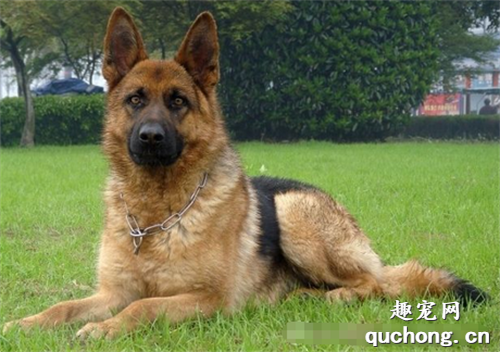 国内警犬常见的六大品种