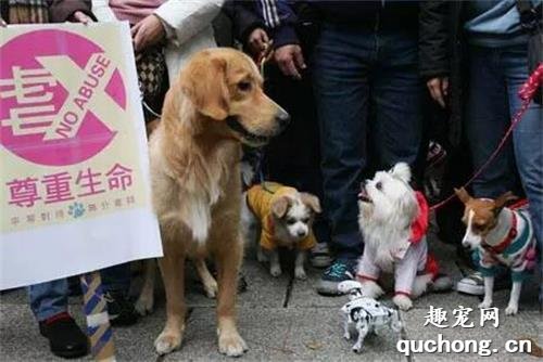 <b>请支持！全国人大代表高子程：虐待动物影响中国国际形象，建议立法禁止！</b>