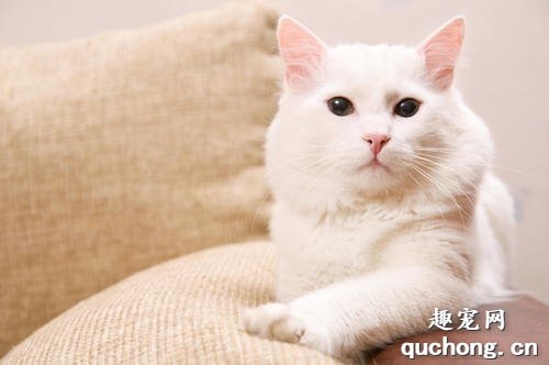 猫咪常见的腹泻原因 猫猫腹泻该怎么办？