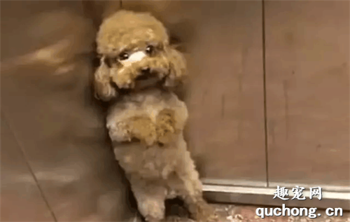 <b>泰迪自从挨了揍，每次坐电梯，狗狗的动作都能把人逗笑</b>