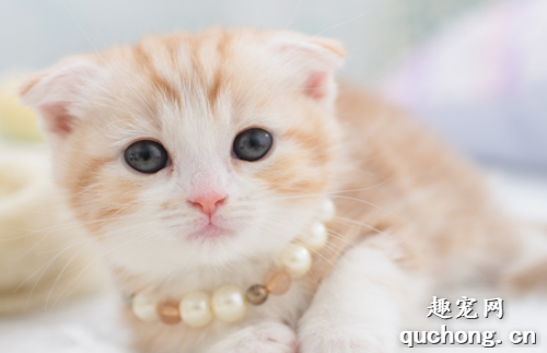 猫猫换牙时要注意什么？