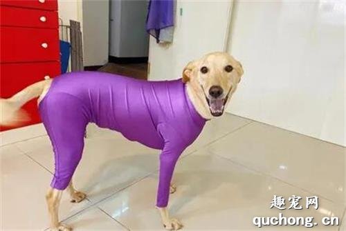 <b>网友给狗子买衣服，收到发现尺寸太小了，但穿上却意外很性感！</b>