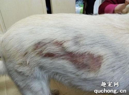 狗狗吃咸了怎么办?狗狗吃咸后的鲜明表现