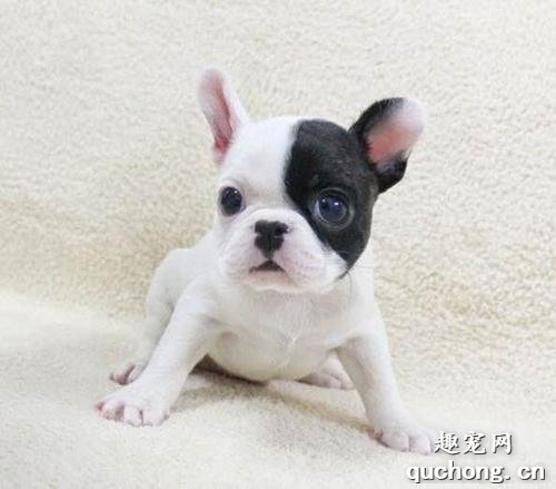 法国斗牛犬智力不高,但它的这种优势让许多人钟爱