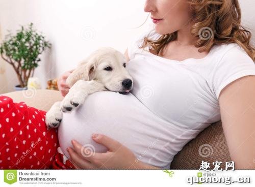 狗狗需要补充哪几种维生素?