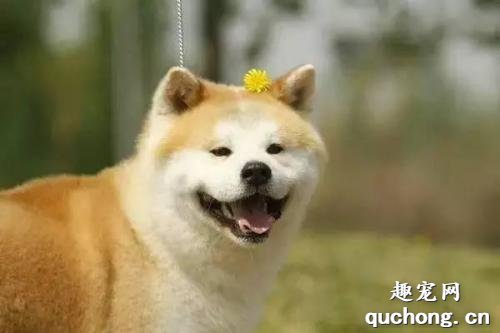 狗狗需要补充哪几种维生素?