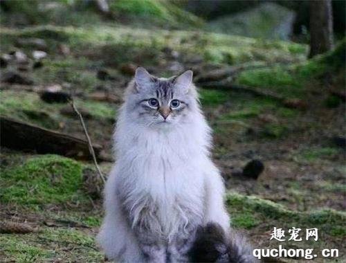 挪威森林猫怎么洗澡？