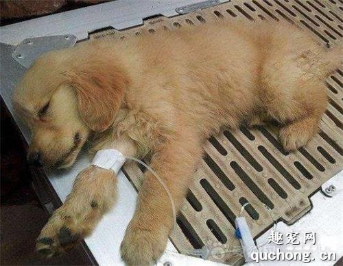 如何预防犬的肠炎型细小病毒病?