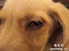 犬角膜溃疡原因|诊断|预防及治疗方法