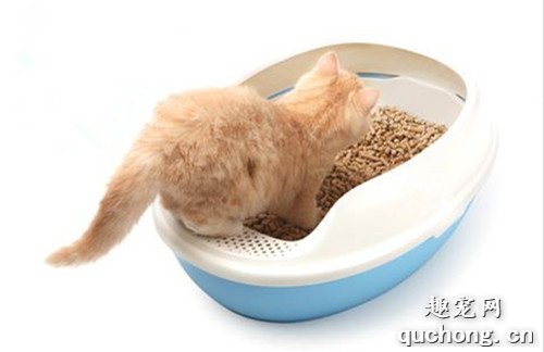 猫砂盆多久清理一下? 猫砂放多少合适?