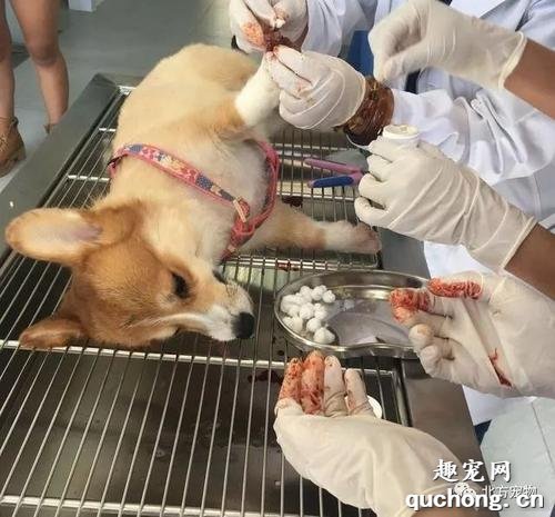 狗狗吸入式麻醉安全吗?狗狗呼吸麻醉安全吗?