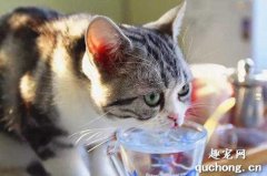猫不爱喝水怎么办 让猫咪主动喝水技巧
