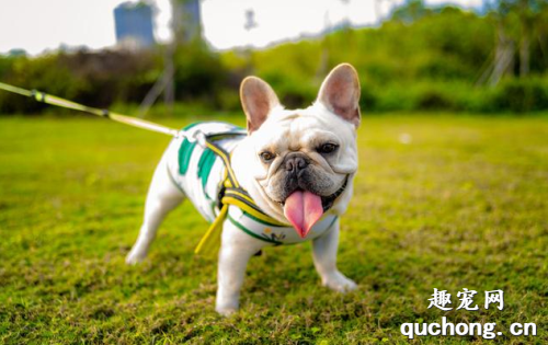 细小、犬瘟、是如何得来的？