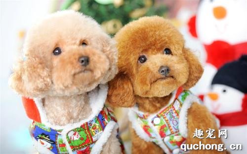 细小、犬瘟、是如何得来的？