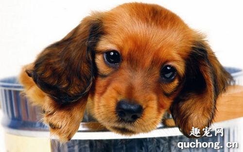 细小、犬瘟、是如何得来的？