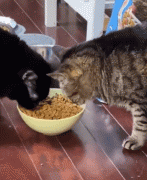 <b>千万别跟猫粮挖掘机一块吃饭，因为…根本吃不着啊！</b>