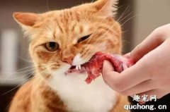 猫吃生肉好吗 猫吃生肉的好处和坏处